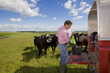 Farmer preparing feed for cattle on truck bed in sunny rural field