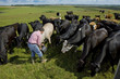 Farmer feeding cattle herd in sunny rural field