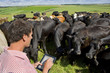 Farmer using digital tablet among cattle herd in sunny rural field