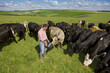 Farmer feeding cattle herd in sunny rural field
