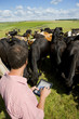 Farmer using digital tablet among cattle herd in sunny rural field