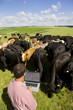Farmer using laptop among cattle herd in sunny rural field