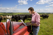 Farmer using laptop on truck among cattle herd in sunny rural field
