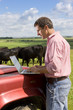 Farmer using laptop on truck among cattle herd in sunny rural field