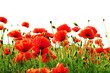 red poppy isolated on white background