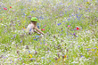 Girl riding bicycle in wildflower field