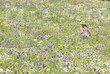 Girl running in wildflower field