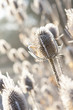 Frost covered cow parsley stalks in winter