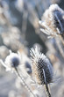 Frost covered cow parsley stalks in winter