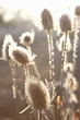 Frost covered cow parsley stalks in winter
