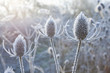 Frost covered cow parsley stalks in winter