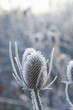 Frost covered cow parsley stalks in winter