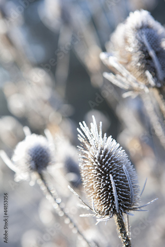 Photo: Frost covered cow parsley stalks in winter Frost covered cow parsley stalks in winter
