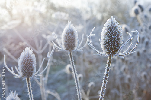 Photo: Frost covered cow parsley stalks in winter Frost covered cow parsley stalks in winter