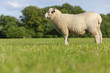 Sheep standing in field