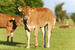 Young cows standing in field
