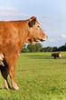 Cows standing in field