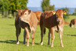 Young cows standing in field