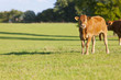 Young cows standing in field