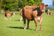 Young cows standing in field