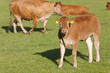 Young cows standing in field