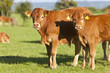 Young cows standing in field