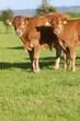 Young cows standing in field