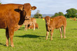 Young cows standing in field