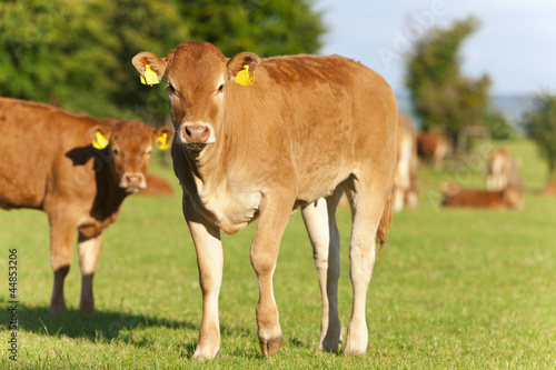 Photo: Young cows standing in field Young cows standing in field