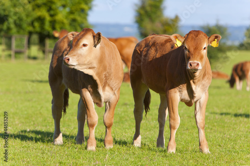 Photo: Young cows standing in field Young cows standing in field