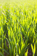 Abundant maize crop growing in field