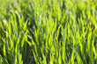 Abundant maize crop growing in field