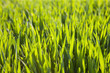 Abundant maize crop growing in field