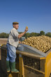 Foto: Farmer inspecting potatoes from trailer in sunny, rural field Farmer inspecting potatoes from trailer in sunny, rural field