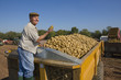 Foto: Smiling farmer inspecting potatoes from trailer in sunny, rural field Smiling farmer inspecting potatoes from trailer in sunny, rural field