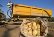 Foto: Close up of sack of potatoes in sunny, rural field and farmer on trailer in background Close up of sack of potatoes in sunny, rural field and farmer on trailer in background