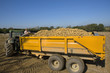 Foto: Farmer inspecting potatoes from trailer in sunny, rural field Farmer inspecting potatoes from trailer in sunny, rural field