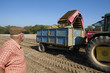 Foto: Farmer watching potatoes empty into trailer in sunny, rural field Farmer watching potatoes empty into trailer in sunny, rural field