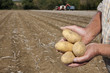 Foto: Close up of farmer holding potatoes in sunny, rural field with tractors in background Close up of farmer holding potatoes in sunny, rural field with tractors in background