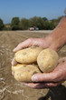Foto: Close up of farmer holding potatoes in sunny, rural field with tractors in background Close up of farmer holding potatoes in sunny, rural field with tractors in background