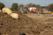 Close up of potatoes on mound of dirt in sunny, rural field with tractors in background