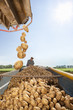 Potatoes falling into trailer with farmer in background