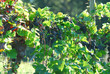 Herbstlicher Weinberg