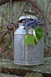 Concord Grapes With Milk Can