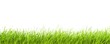 Grasses with White Background