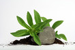 Stevia