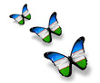 Three Uzbek flag butterflies, isolated on white