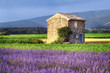Lavender in the landscape