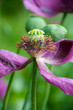 faded purple poppy on a soft green background