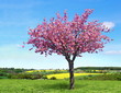 Cerisier à fleurs